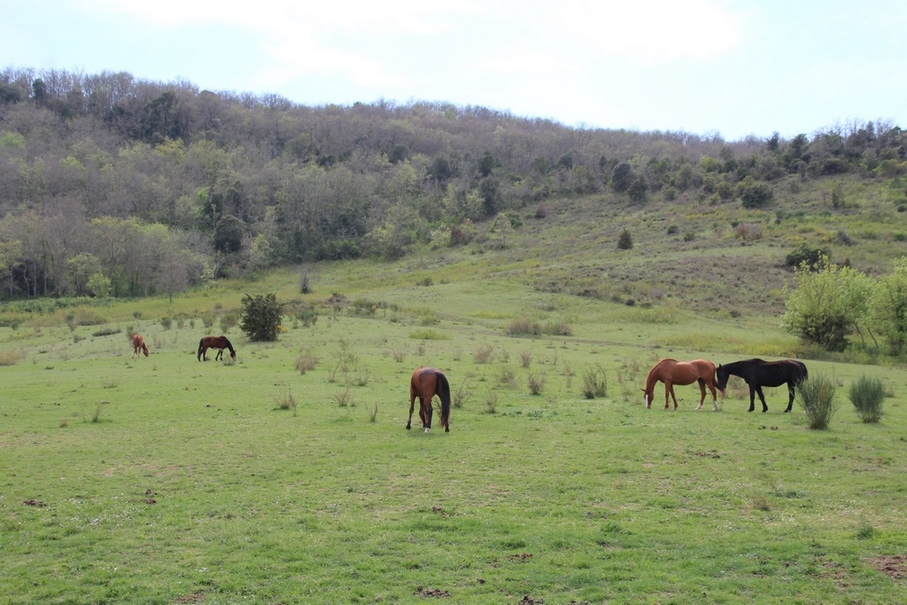 DOMAINE EQUESTRE DANS L'AUDE SUR 60 HA